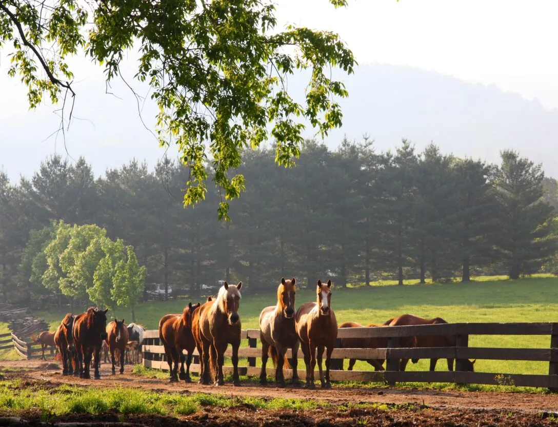 A group of brown horses stands near a wooden fence in a sunny, green pasture with trees and distant hills in the background.