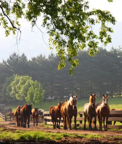 A group of brown horses stands near a wooden fence in a sunny, green pasture with trees and distant hills in the background.
